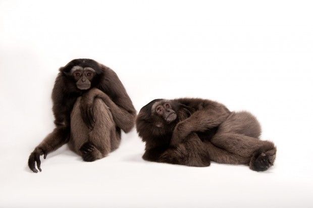 Grey gibbons